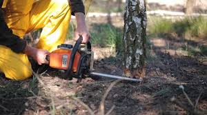 Best Fruit Tree Pruning  in Wheeler, TX