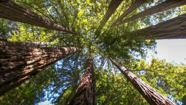 Best Tree Health Inspection  in Wheeler, TX